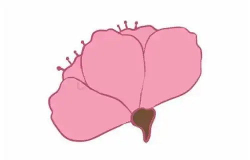 樱花简笔画的画法步骤教程及图片大全