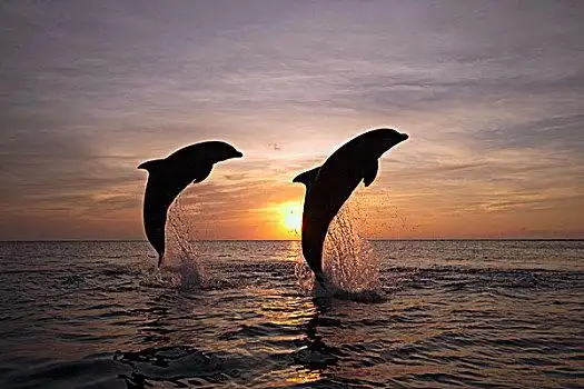 大西洋瓶鼻海豚图片