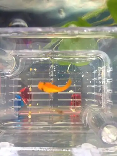 皮球鱼生宝宝了,早起看到有两只在游动其他的是卵能