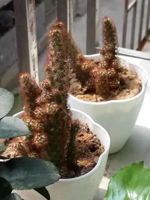 金手指额 这个养了一年多