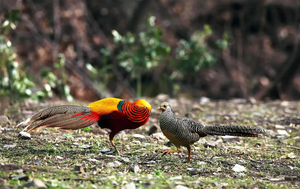红腹锦雉:金色与红色森林精灵,你见过吗?