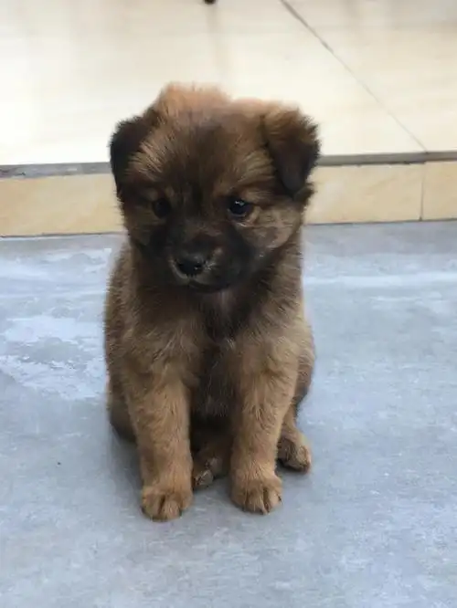 小土狗真的是燃烧颜值长大的tt