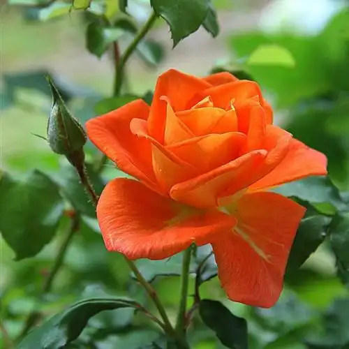 娇艳纯情的粉玫瑰花朵唯美的头像图