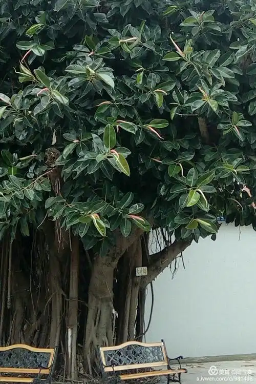 4,大叶榕树枝叶茂密,需要及时修剪.