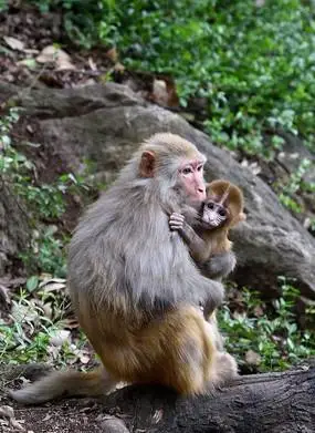 抱着木棍的小老鼠
