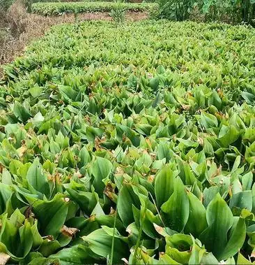 沙姜新鲜广东特产鲜沙姜