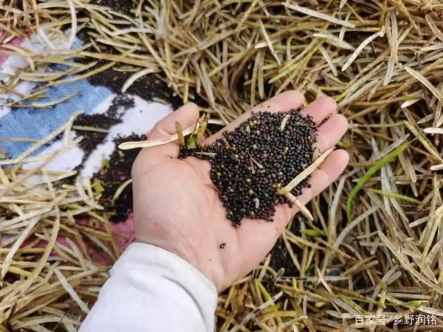 "五一"城里放假时,农村都在收割"油菜籽"