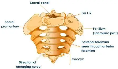 vertebrae landmarks/regions mibz
