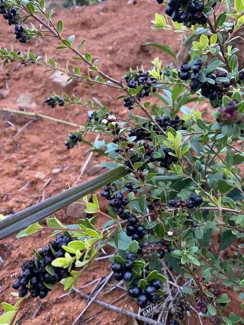 山上的小野果子小时候经常摘来吃的