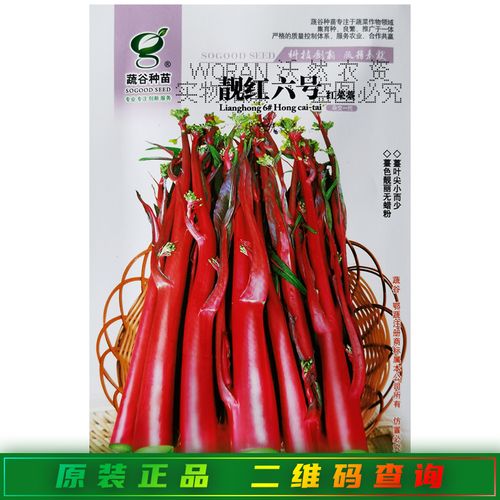 蔬谷靓红6号菜苔种子籽早中熟40天甜菜心 抗热耐寒无蜡粉红菜苔孑