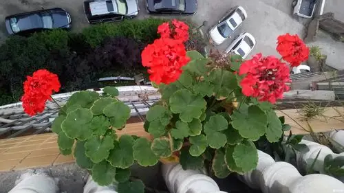 > 阳台的冬寒菜花开啦