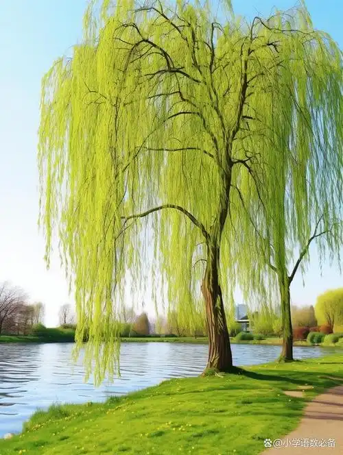 柳树的魅力:从诗意到实用的多功能之树