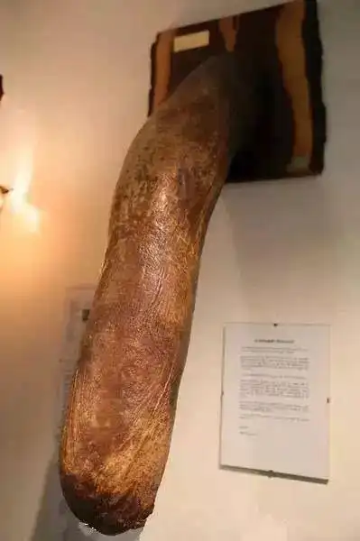 大象丁丁标本,未充血状态下长度为 60   80 厘米.