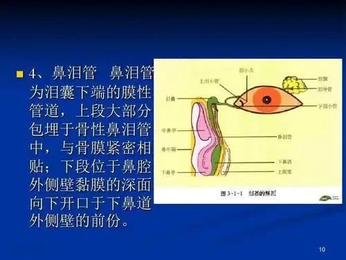 泪器解剖及相应疾病鉴别诊断