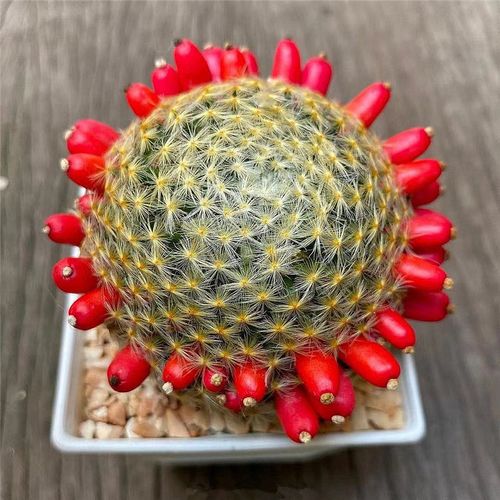 mammillaria明星仙人球实生萝卜根乳突球室内盆栽桌面多肉植物花
