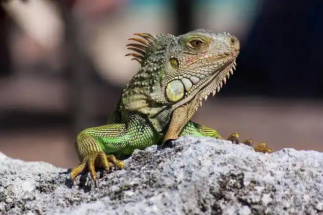 basking in the sun : green iguana
