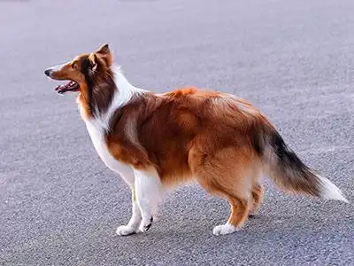 苏格兰牧羊犬多少钱