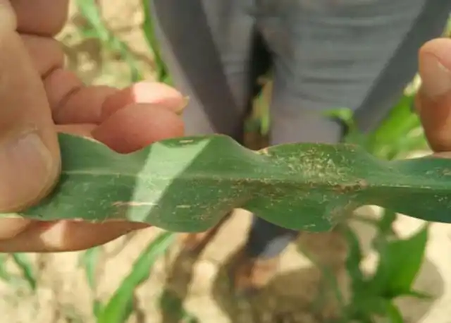 玉米红蜘蛛发生趋势,以及防治技术有哪些?