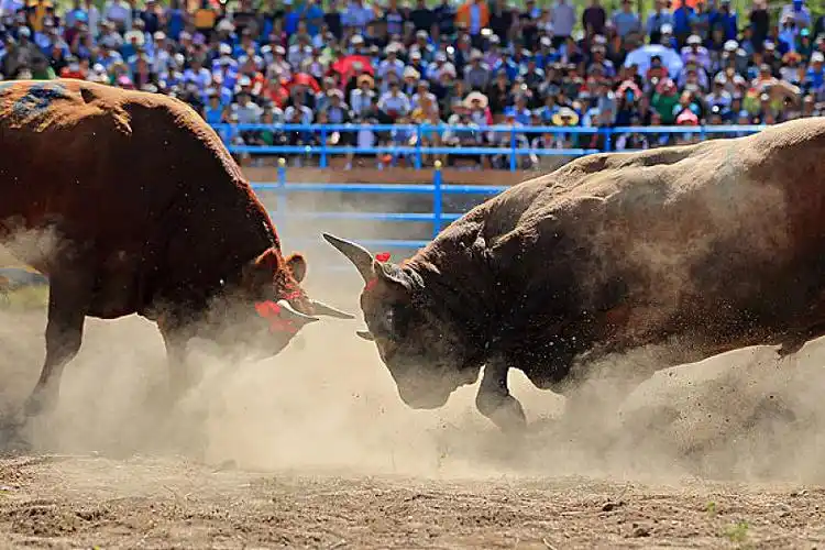 延边斗牛图片_延边斗牛高清图片_全景视觉