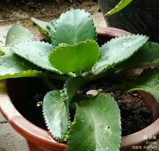 生长繁衍在同事,朋友家阳台中……它~落地生根,是中药材,有清热解毒的