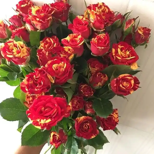 多头玫瑰品种合集 ,绚烂多彩,精致而可爱,格外亮眼