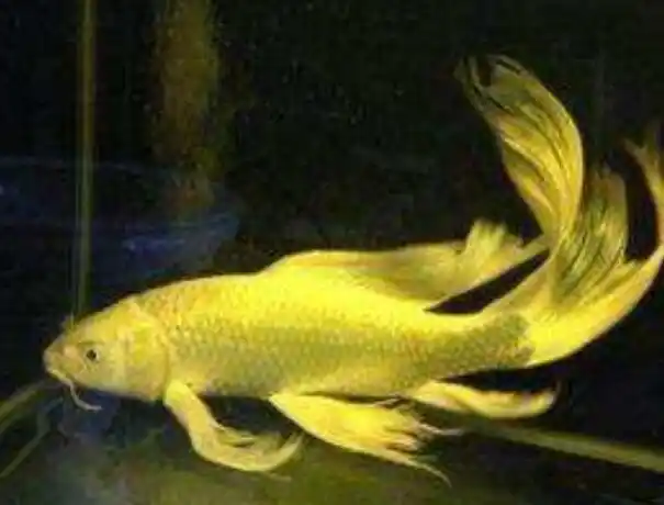 龙凤锦鲤能长多大