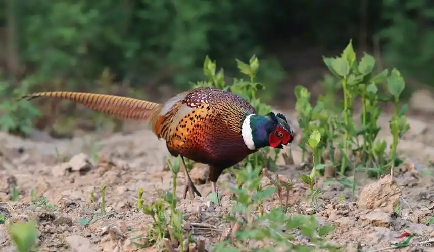 很漂亮的长尾巴鸡