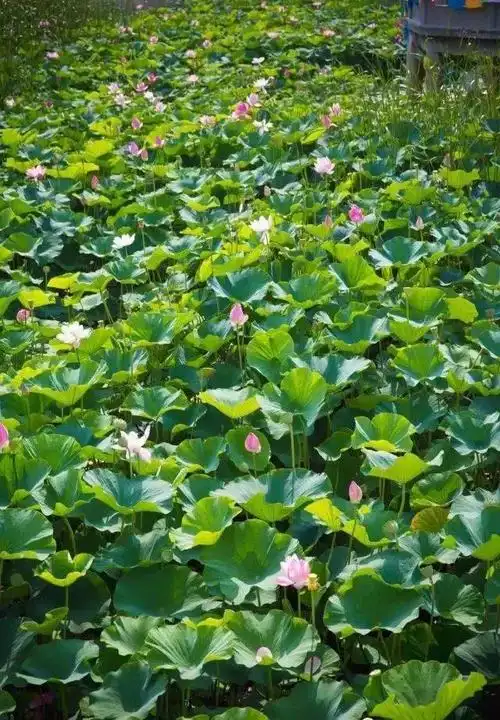 传始建于明末清初,座落大连北大门,龙门旅游度假区李官镇龙王庙海滨