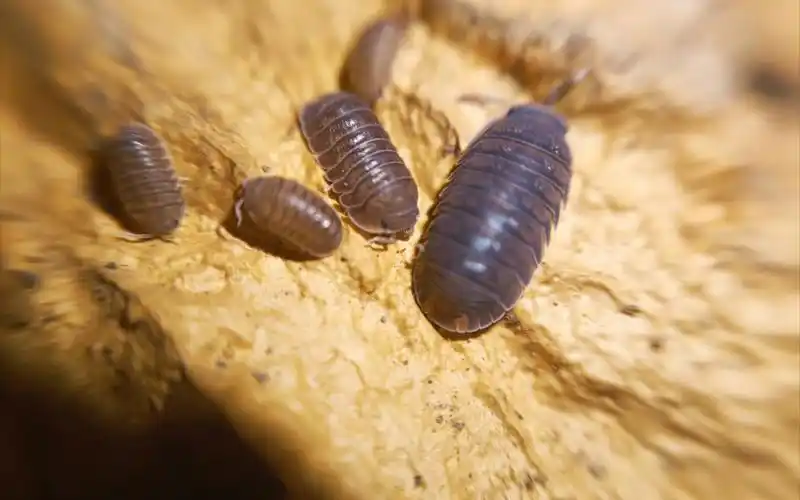 鼠妇(说一说鼠妇的简介)_百科-探索生活