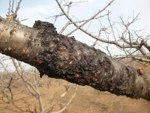 其它 桃树病害彩色图谱及防治 写美篇               果实危害症状