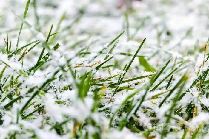 覆盖着雪的草地上的草. 冬天的草地上长满了霜