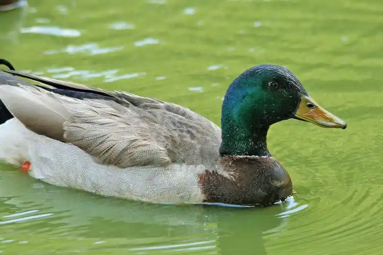 水面嬉戏的鸭子图片家禽鸭子