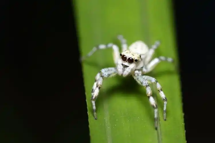 白色跳蛛