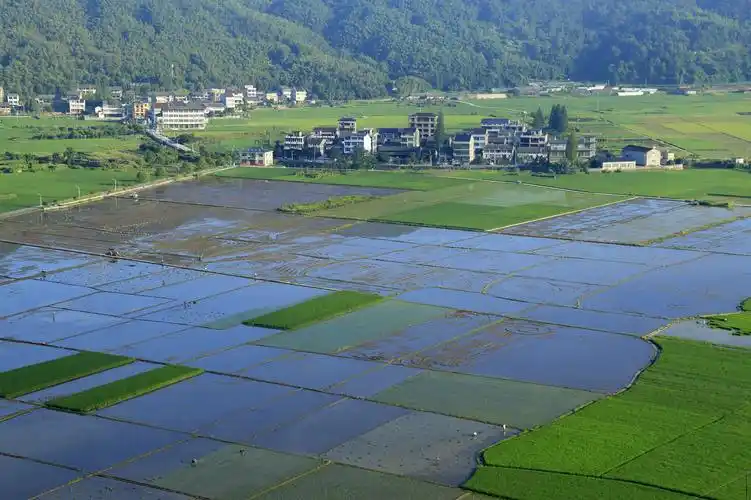 这片水田要赶在立秋前插秧