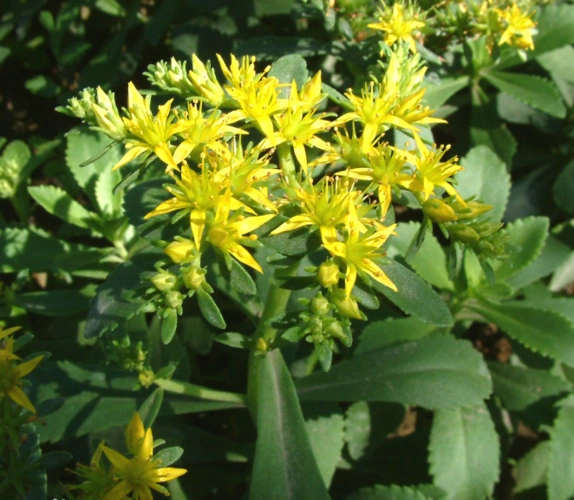 土三七要怎么吃?