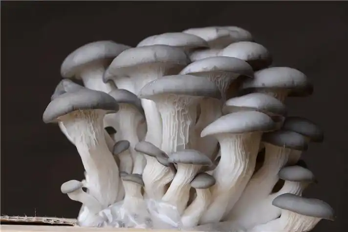 蘑菇中的顶梁柱,平菇的科学种植技术