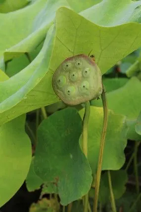 在荷叶下避暑的莲蓬