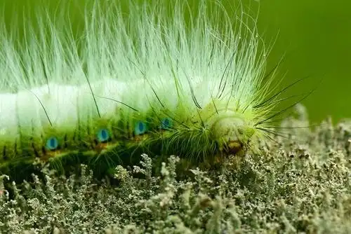 天蚕蛾幼虫.黄海摄