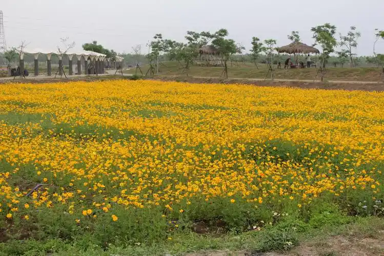 花赏屏东!五公顷缤纷花海绽放春意浓
