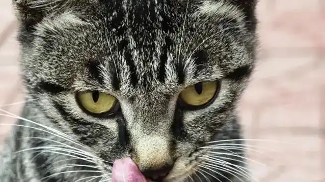 标准的小黑狸花猫