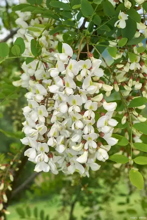 洋槐花饺子馅怎么做好吃