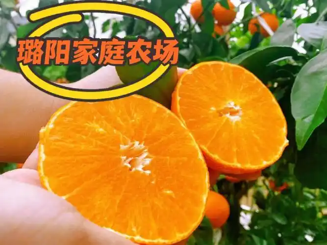 柑橘中的爱马仕象山红美人