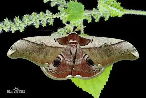 展开全部 后目珠天蚕蛾, 鳞翅目天蚕蛾科昆虫.