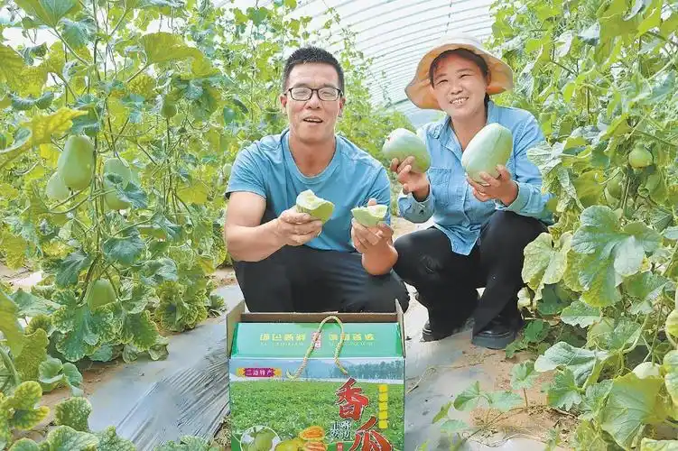 定边县北园子村:老牌香瓜新鲜"靓"相