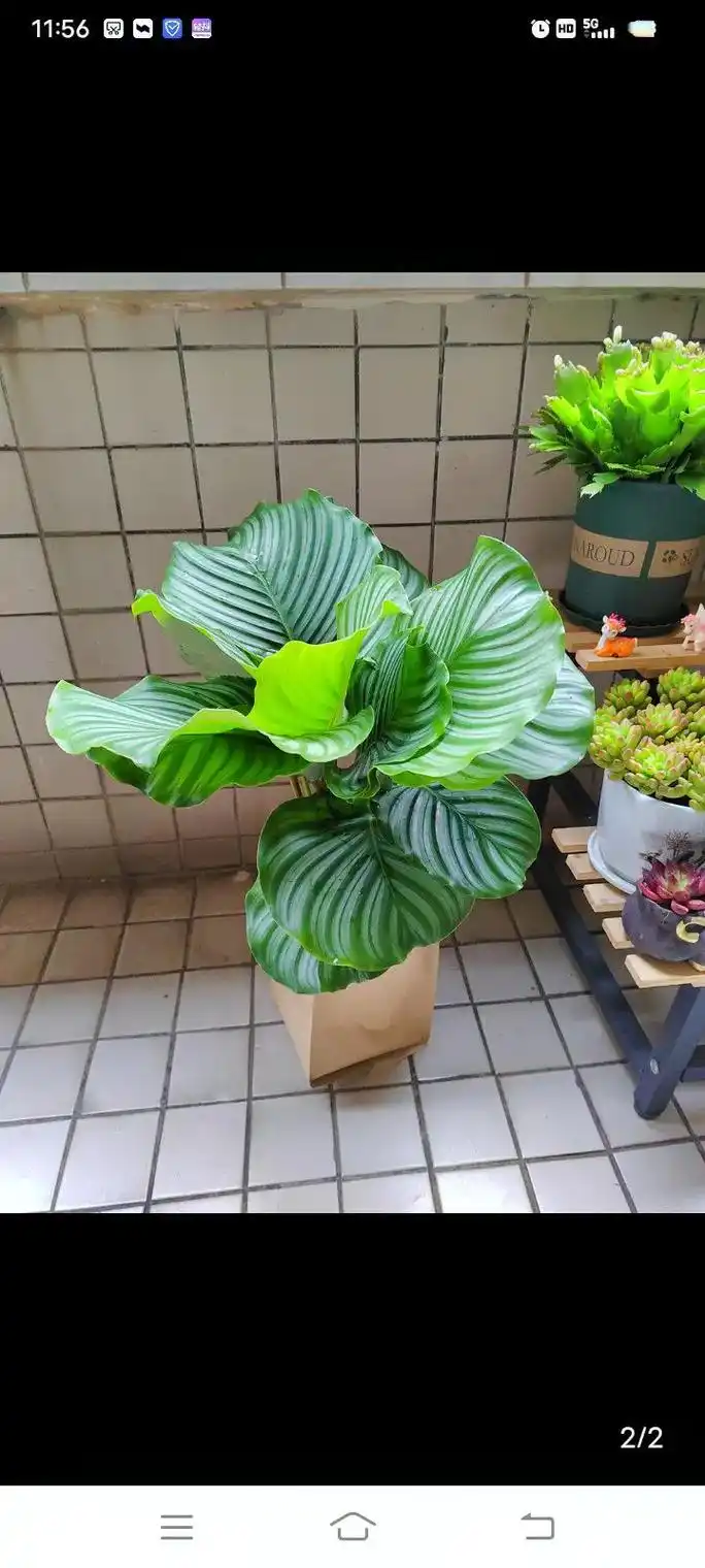 客厅绿植——青苹果竹芋.清翠欲滴的青苹果竹芋 不需要晒太阳, - 抖音