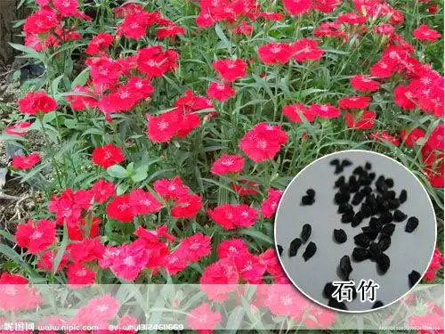 五彩石竹种子