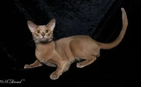 埃及法老守护神的原型动物——阿比西尼亚猫