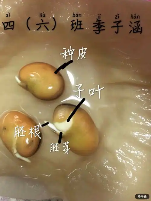 小蚕豆的大变身日记最新