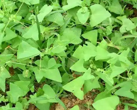 新鲜杠板归草药野生老虎脷 河白草 蛇倒退 蛇不过 500g 梨头刺