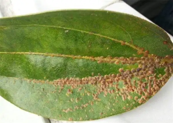 蚧壳虫发生原因及防治